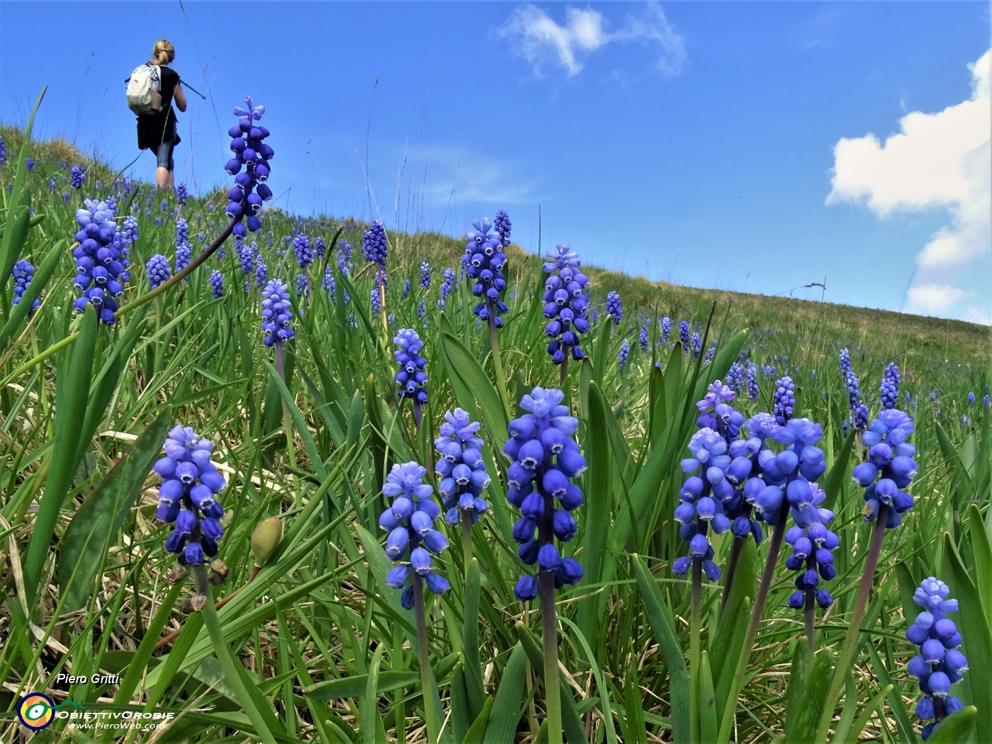 26 Muscari in piena fioritura.JPG